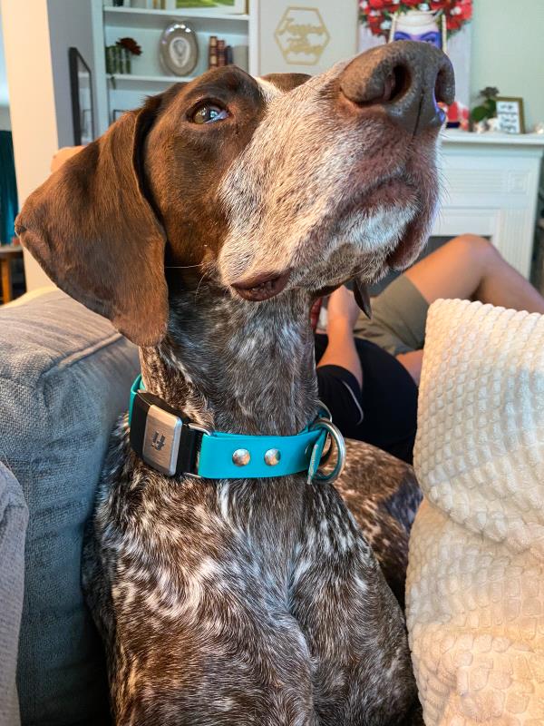/images/uploads/southeast german shorthaired pointer rescue/segspcalendarcontest2021/entries/21736thumb.jpg